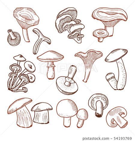 Fresh food of mushrooms. Nature vector hand drawn illustrations Fresh food of mushrooms. Nature vector hand drawn illustrations 54193769
