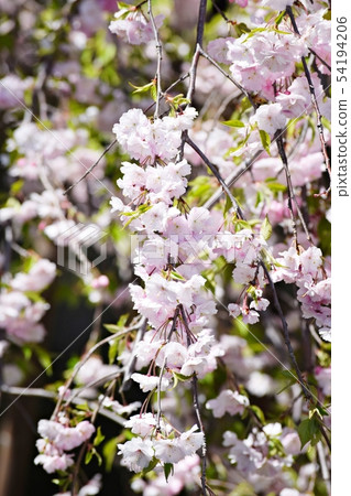 Weeping cherry tree Weeping cherry tree 54194206