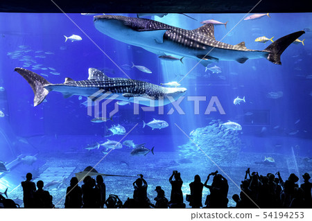 Whale shark swimming gracefully 54194253