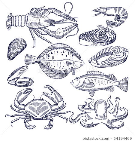 Vector illustrations of sea food for restaurant gourmet kitchen. Oysters, lobsters and fishes 54194469