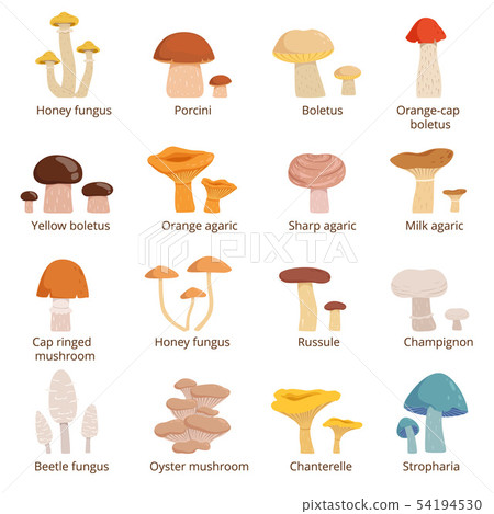 Forests mushrooms set. Vector illustrations in cartoon style Forests mushrooms set. Vector illustrations in cartoon style 54194530