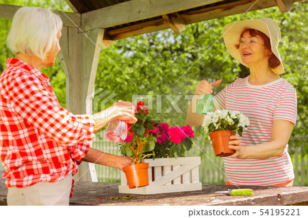 Aged women living in one neighborhood watering flowers together 54195221