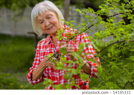 Caring grey-haired woman loving nature cutting branches 54195331