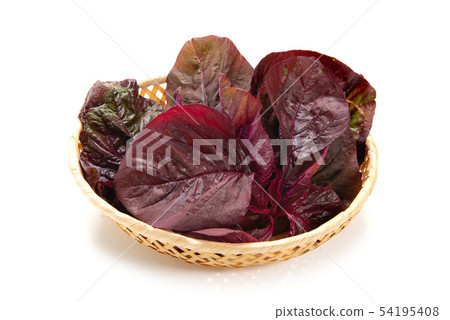 Amaranthus Amaranthus 54195408