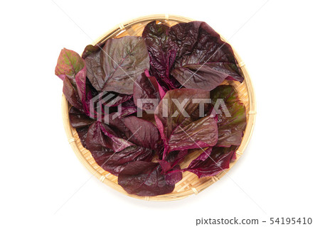 Amaranthus Amaranthus 54195410