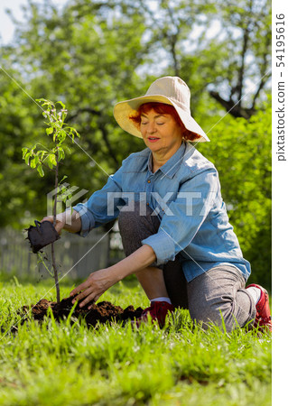 Woman feeling amazing while digging ground near little tree Woman feeling amazing while digging ground near little tree 54195616