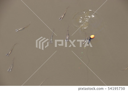 一組青卡 54195730