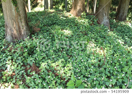 魚腥草 魚腥草 54195909