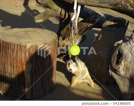 Meyer Cat playing with a ball 54196605