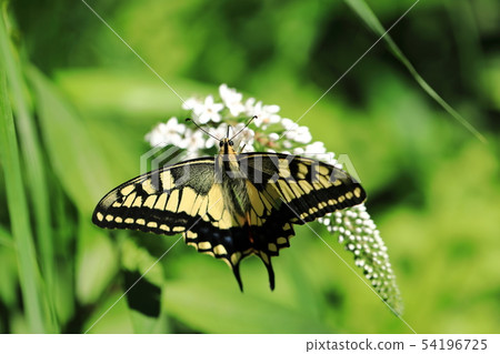 White Swallowtail and Okatranoo (3) White Swallowtail and Okatranoo (3) 54196725