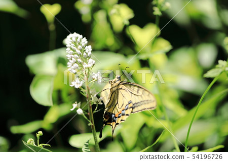 White Swallowtail and Okatranoo (4) White Swallowtail and Okatranoo (4) 54196726