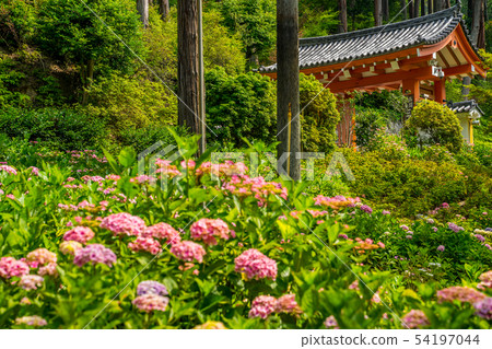 Fresh green Mimurotoji Ajisai temple Fresh green Mimurotoji Ajisai temple 54197044