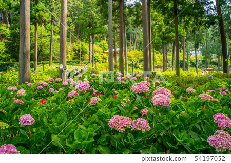 Fresh green Mimurotoji Ajisai temple 54197052