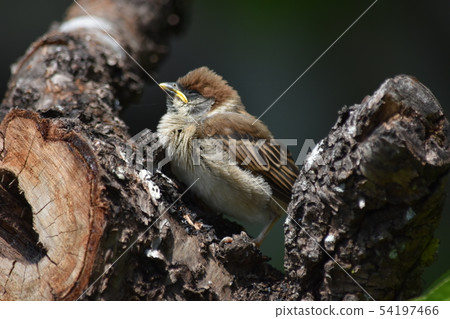 Kozuru~麻雀寶寶。 54197466