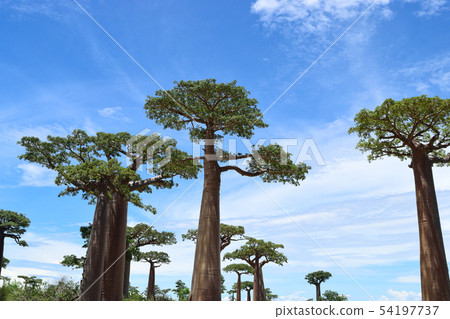 Baobab's tree Baobab's tree 54197737