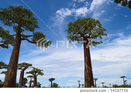 Baobab's tree 54197738