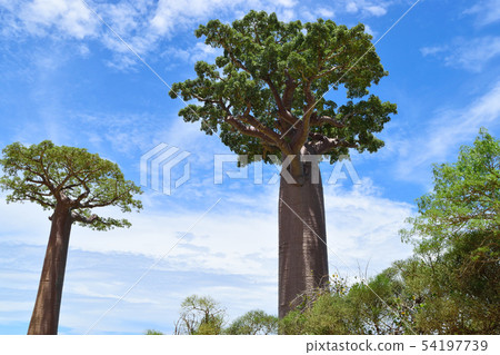 Baobab's tree 54197739