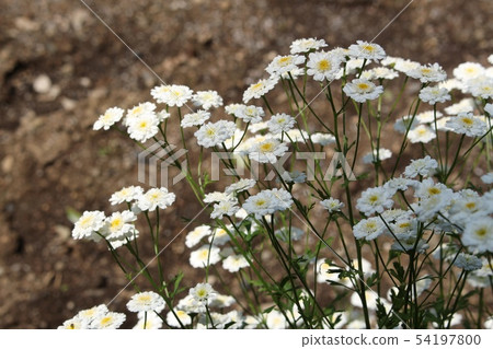 Achillea Achillea 54197800