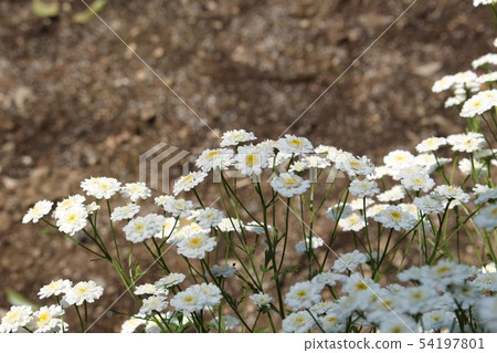 Akirea Akirea 54197801