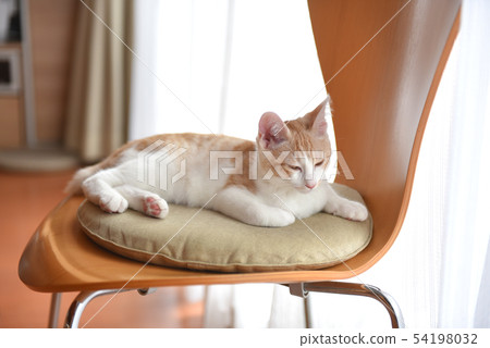 Cat sitting in a chair 54198032