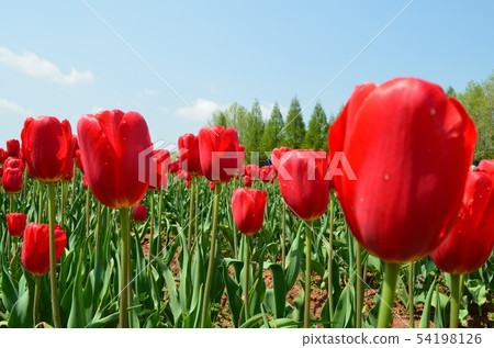 [Hiroshima Prefecture] Sera Kogen/Tulip 54198126
