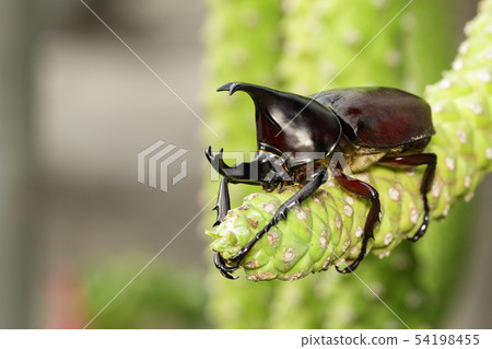 Image of dynastinae on nature background. Insect. Image of dynastinae on nature background. Insect. 54198455