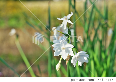 白水仙花 白水仙花 54198457