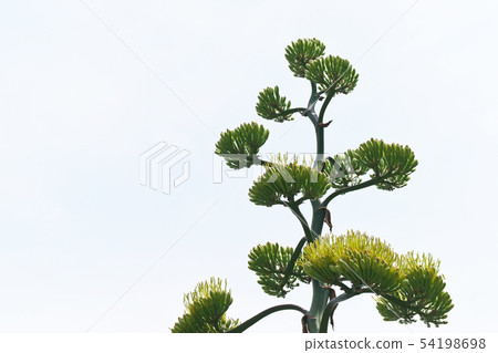 黃綠杜鵑花 黃綠杜鵑花 54198698