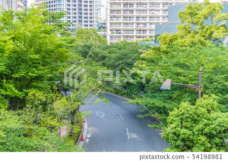 Curve with street tree 54198981