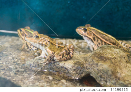 frog 54199315