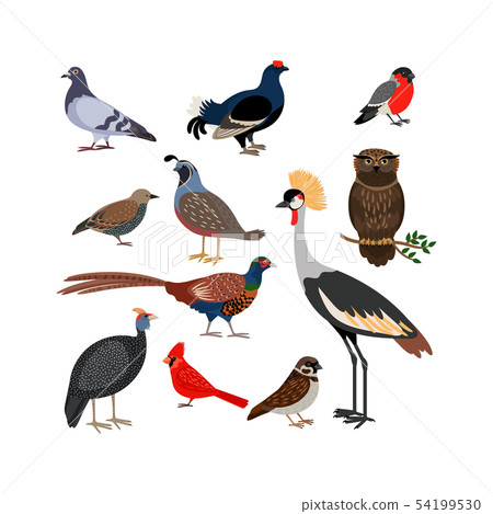 Vector bird isolated icons 54199530