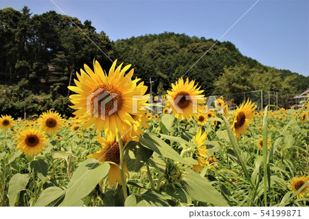 Sunflower field and fresh green Sunflower field and fresh green 54199871