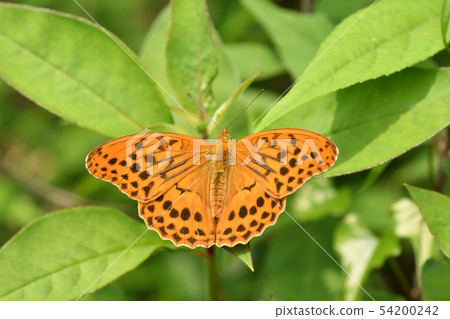 Female gulchowomon ♂ 54200242