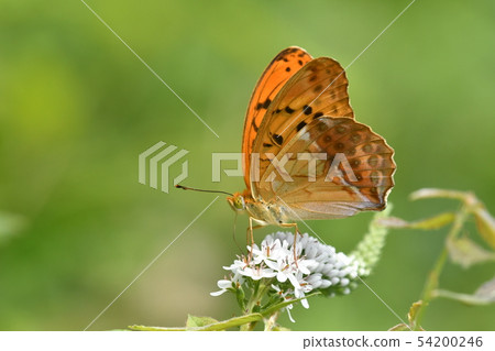 Female gulchowomon ♂ 54200246