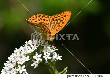 Midori Hyouton ♂ Midori Hyouton ♂ 54200256