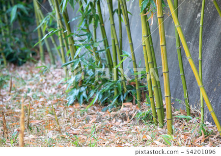 bamboo 54201096