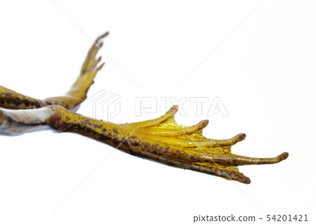 Image of Frog Feet, paddy field green frog or 54201421
