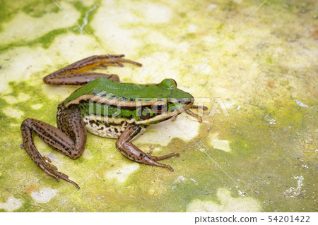 Image of paddy field green frog or Green Paddy 54201422