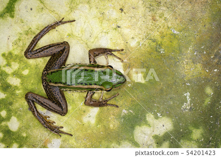 Image of paddy field green frog or Green Paddy 54201423