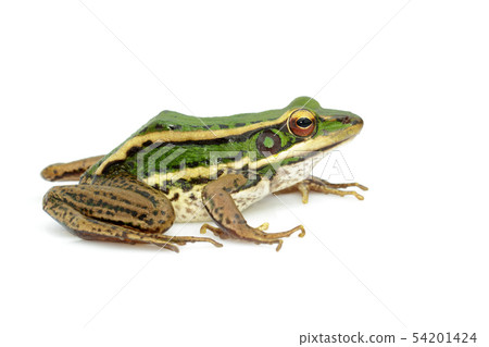 Image of paddy field green frog or Green Paddy 54201424