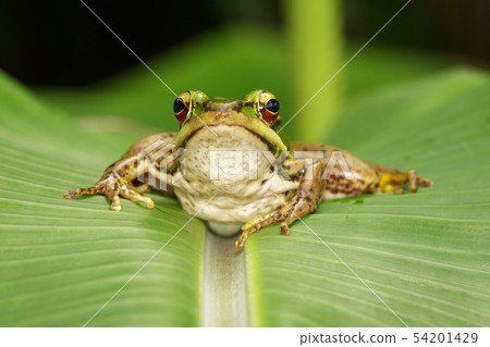 Image of paddy field green frog or Green Paddy 54201429
