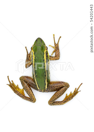 Image of paddy field green frog or Green Paddy 54201443