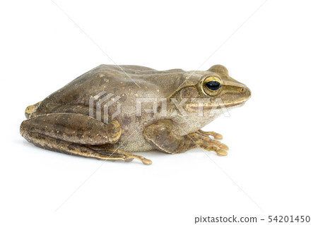 Image of Frog, Polypedates leucomystax,polypedates Image of Frog, Polypedates leucomystax,polypedates 54201450