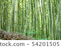 竹林 54201505