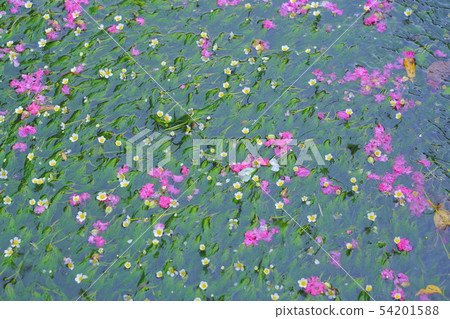 Salsbury漂浮在梅花海藻Megai Yonehara滋賀縣Megage Jizogawa Salsbury漂浮在梅花海藻Megai Yonehara滋賀縣Megage Jizogawa 54201588