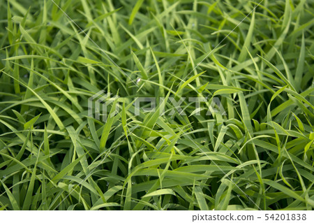 水稻種植 54201838