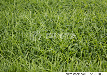 水稻種植 54201839