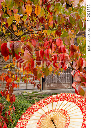 日本秋葉 54201851