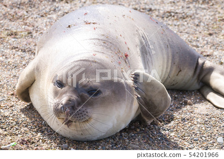 Elephant seal on beach close up, Patagonia, 54201966