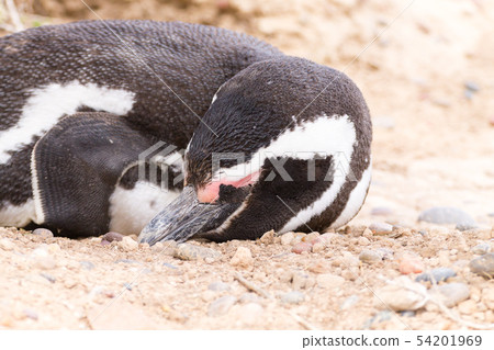 Magellanic penguin close up. Punta Tombo penguin 54201969